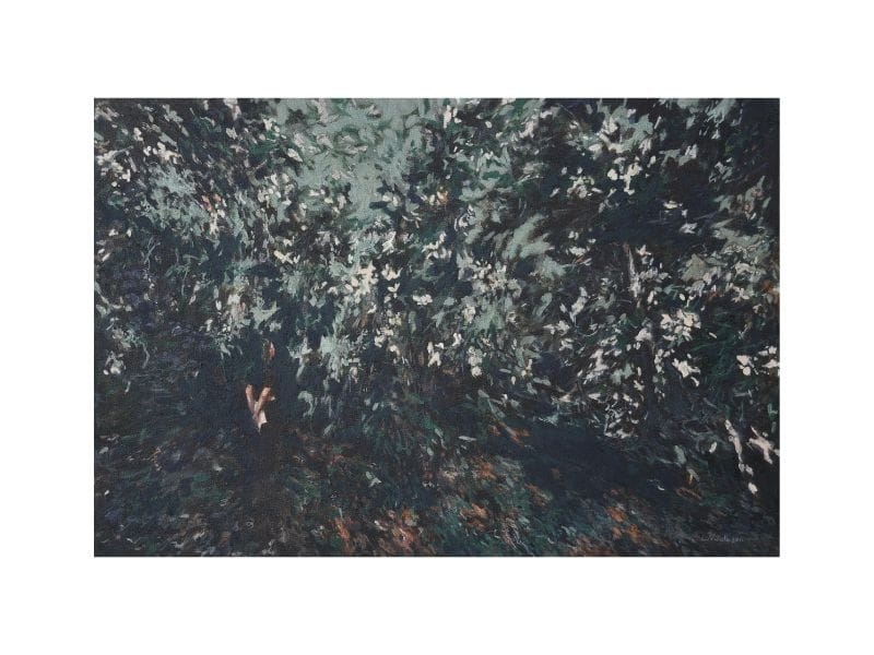 Forest image